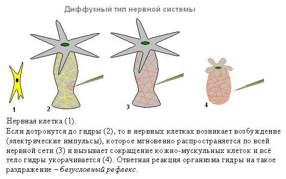 Мега дарнет onion mega sbs